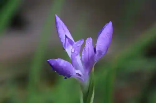 鹿島大神宮の手水舎