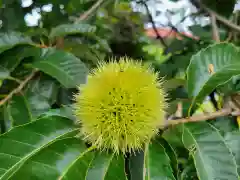 武蔵國八海山神社の自然