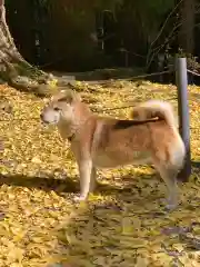 北口本宮冨士浅間神社の動物