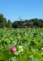 寛永寺不忍池弁天堂の自然