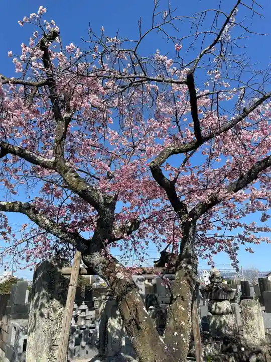 蓮光寺の{uncategorized: "未分類", other: "その他", undefined: "問題あり", building: "その他建物", grave: "お墓", sacred_gate: "鳥居", guardian: "狛犬", statue: "像", buddha: "仏像", history: "歴史", nature: "自然", garden: "庭園", animal: "動物", pagoda: "塔", temizu: "手水舎", mountain_gate: "山門・神門", sanctuary: "本殿・本堂", subordinate: "末社・摂社", art: "芸術", scenery: "景色", jizo: "地蔵", ema: "絵馬", goshuin: "御朱印", omikuji: "おみくじ", items: "授与品その他", amulet: "お守り", goshuincho: "御朱印帳", eats: "食事", festival: "お祭り", votive_dance: "神楽", shichigosan: "七五三参", wedding: "結婚式", experience: "体験その他", initially: "初詣", around: "周辺", anti_infection: "感染症対策"}