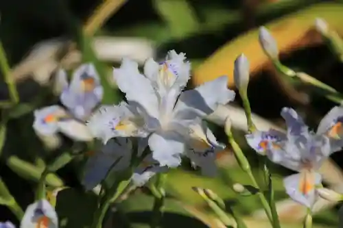 開成山大神宮の自然