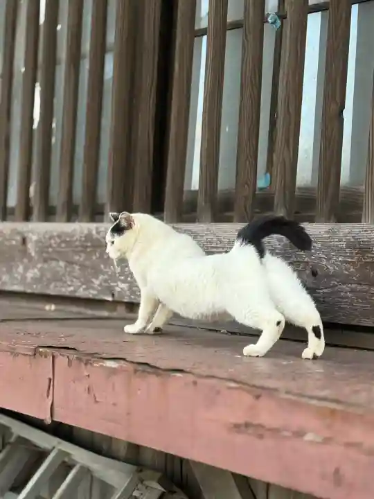 智音神社(神奈川県)