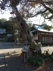 伊古奈比咩命神社の自然