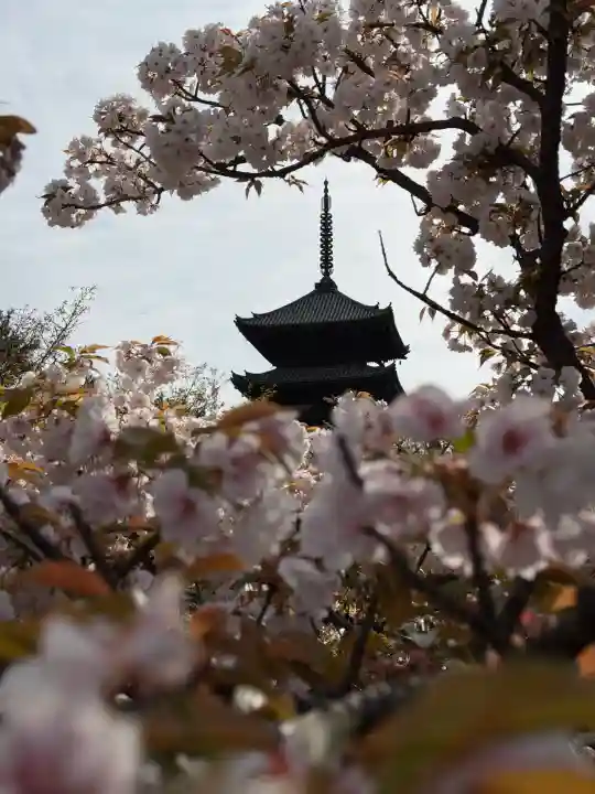 仁和寺の{uncategorized: "未分類", other: "その他", undefined: "問題あり", building: "その他建物", grave: "お墓", sacred_gate: "鳥居", guardian: "狛犬", statue: "像", buddha: "仏像", history: "歴史", nature: "自然", garden: "庭園", animal: "動物", pagoda: "塔", temizu: "手水舎", mountain_gate: "山門・神門", sanctuary: "本殿・本堂", subordinate: "末社・摂社", art: "芸術", scenery: "景色", jizo: "地蔵", ema: "絵馬", goshuin: "御朱印", omikuji: "おみくじ", items: "授与品その他", amulet: "お守り", goshuincho: "御朱印帳", eats: "食事", festival: "お祭り", votive_dance: "神楽", shichigosan: "七五三参", wedding: "結婚式", experience: "体験その他", initially: "初詣", around: "周辺", anti_infection: "感染症対策"}