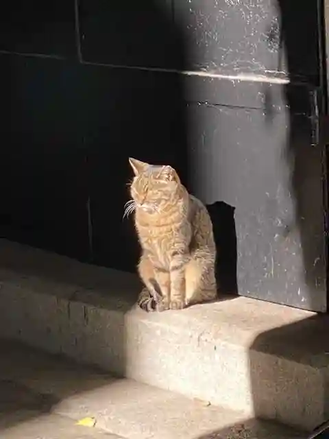 小野照崎神社(東京都)