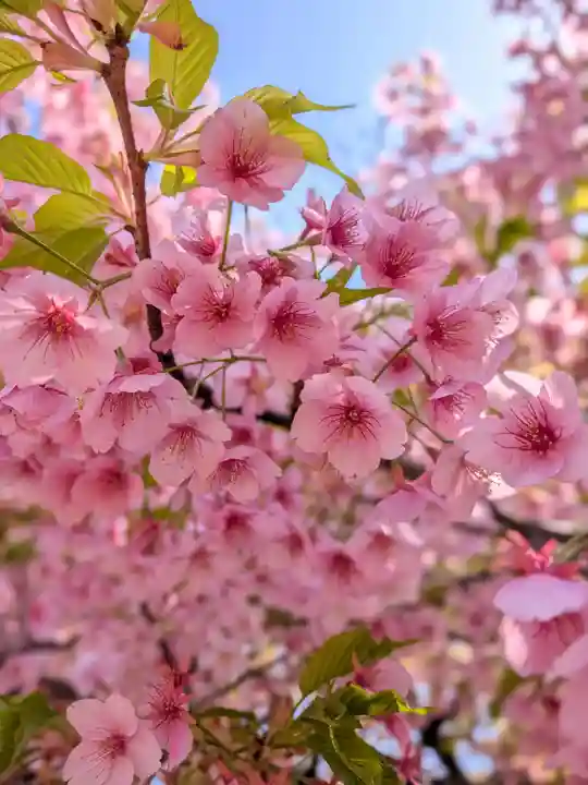 新井薬師(梅照院)(東京都)