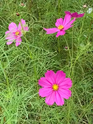 神吉八幡神社の自然