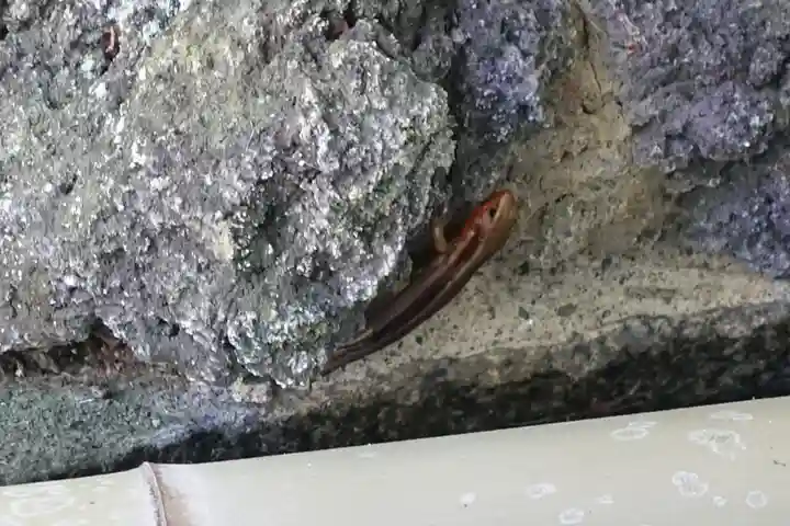 桜井市護国神社の動物