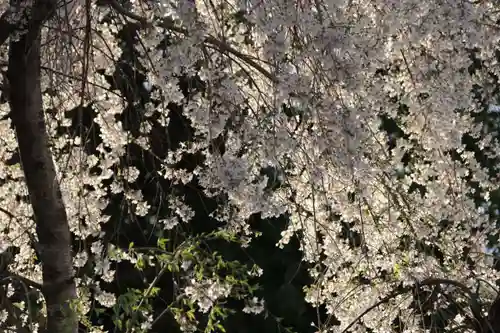 熊野福藏神社の自然