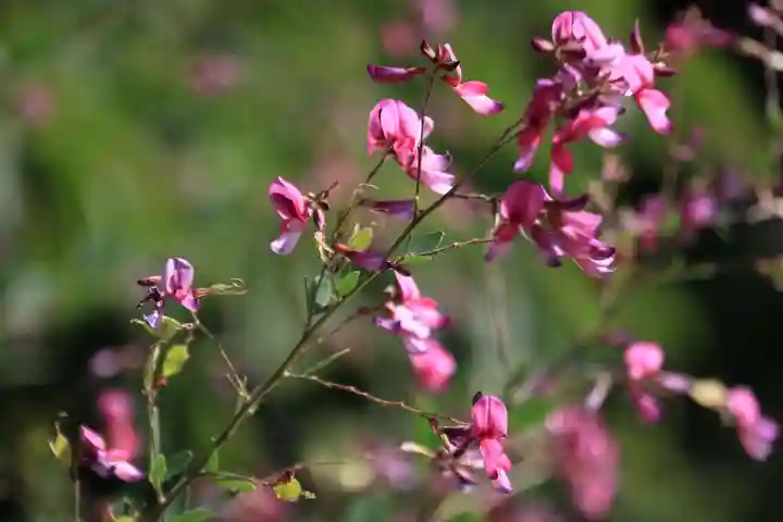 高司神社〜むすびの神の鎮まる社〜の自然