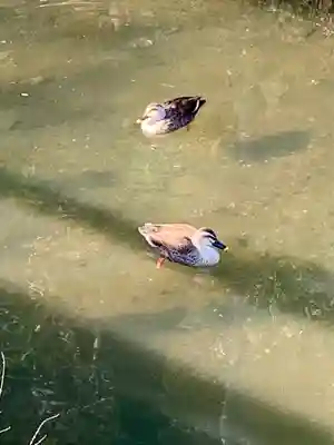 氷川女體神社(埼玉県)