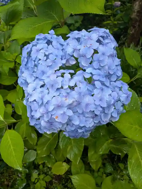 明月院(神奈川県)