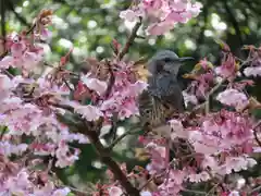 伊勢神宮内宮（皇大神宮）の動物