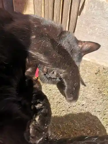 高司神社〜むすびの神の鎮まる社〜(福島県)