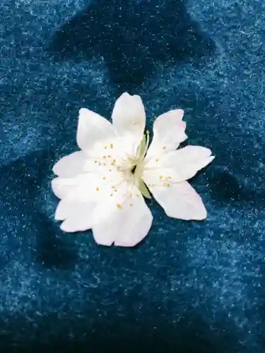 平野神社の自然