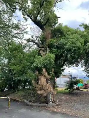菟足神社の自然