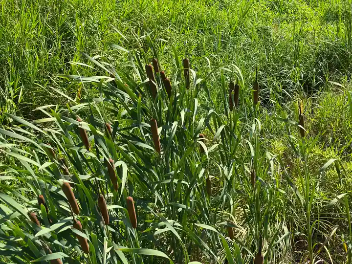 鰐河神社(香川県)