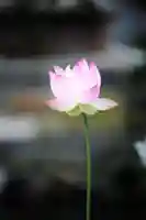 浄土寺(兵庫県)