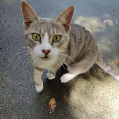玉野御嶽神社の動物