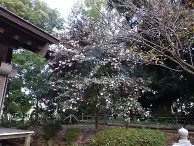 諏訪神社の自然