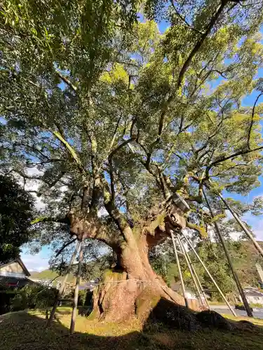 大楠神社の自然