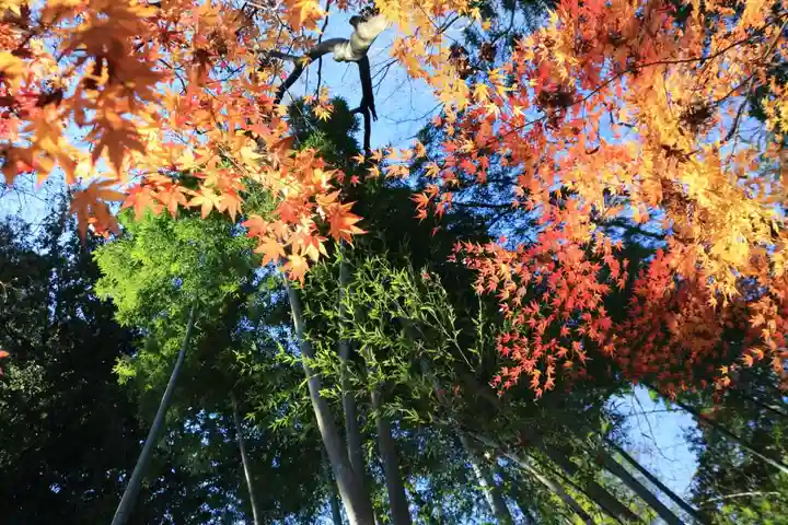 田村神社の自然