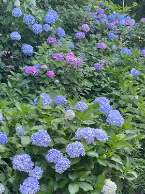 妙楽寺(神奈川県)