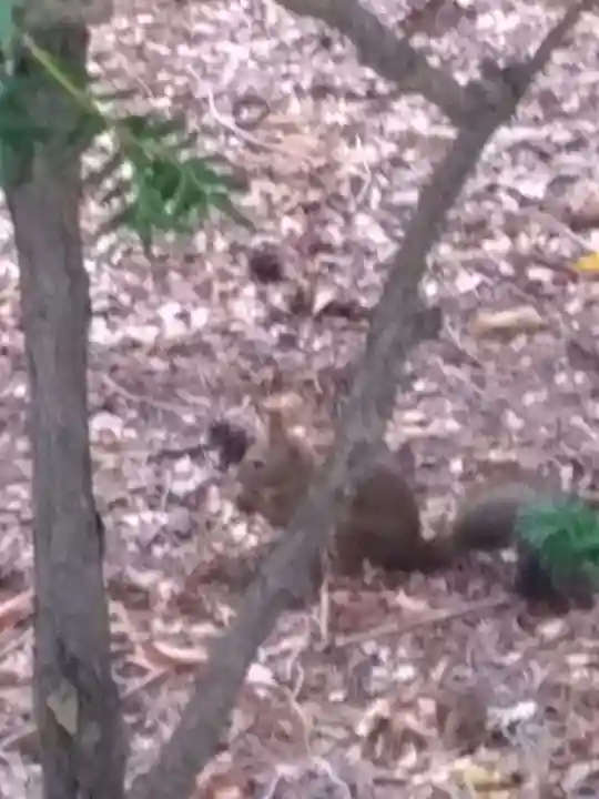 北海道神宮の動物