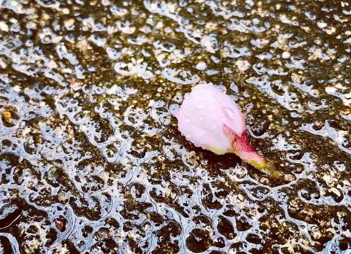滑川神社 - 仕事と子どもの守り神の自然