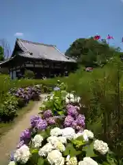 般若寺 ❁﻿コスモス寺❁(奈良県)