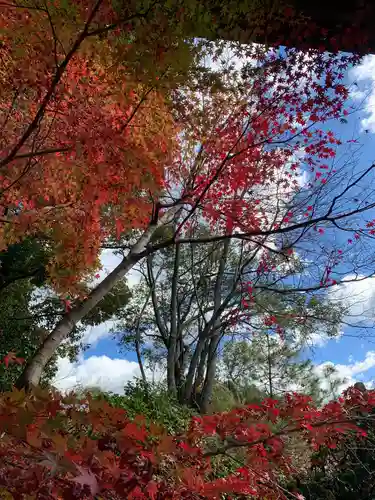 犬山寂光院の自然