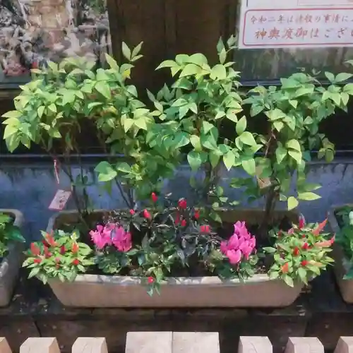 烏森神社の自然