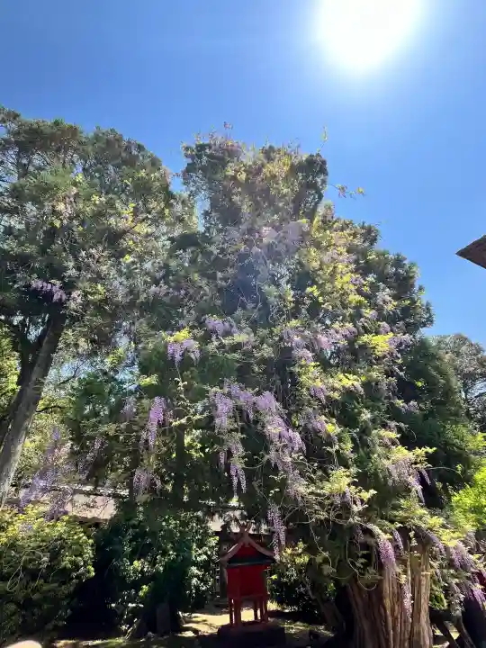 春日大社(奈良県)