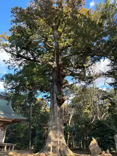 松山神社(千葉県)
