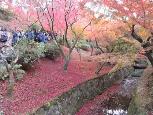 東福禅寺（東福寺）の自然