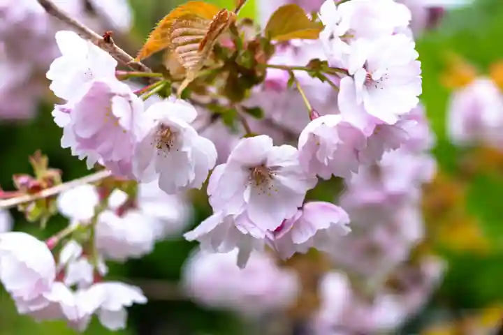 戸隠神社九頭龍社(長野県)