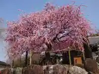 岡崎天満宮の自然