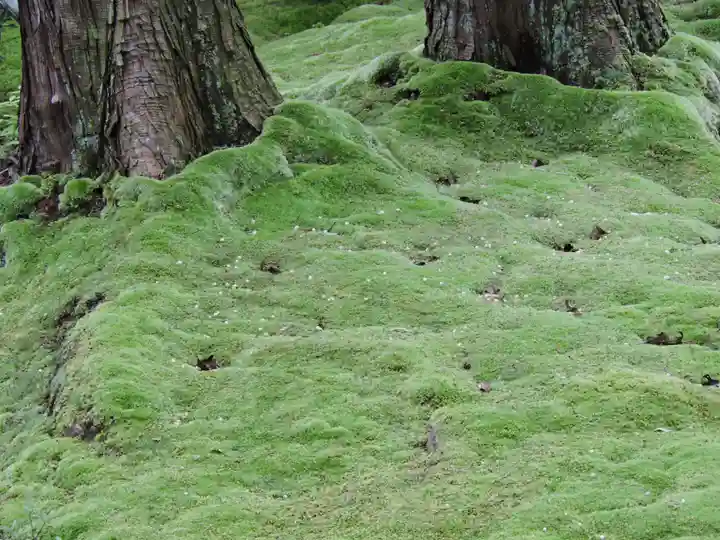 西芳寺(京都府)