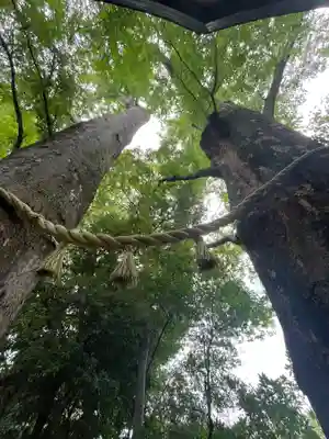 川越氷川神社(埼玉県)