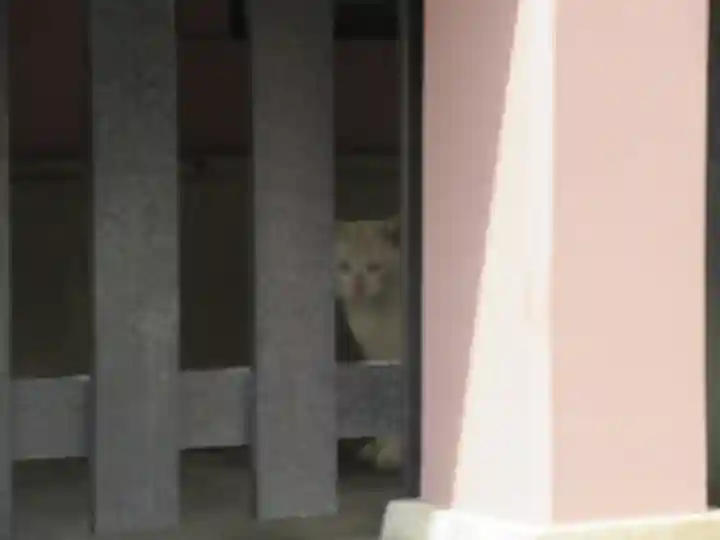 今戸神社の動物