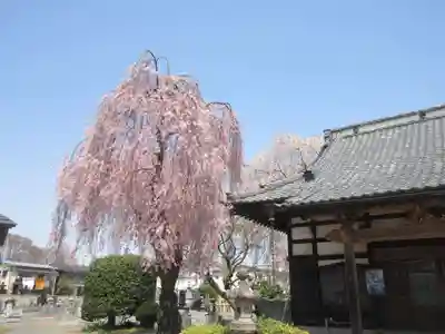 妙光寺(群馬県)