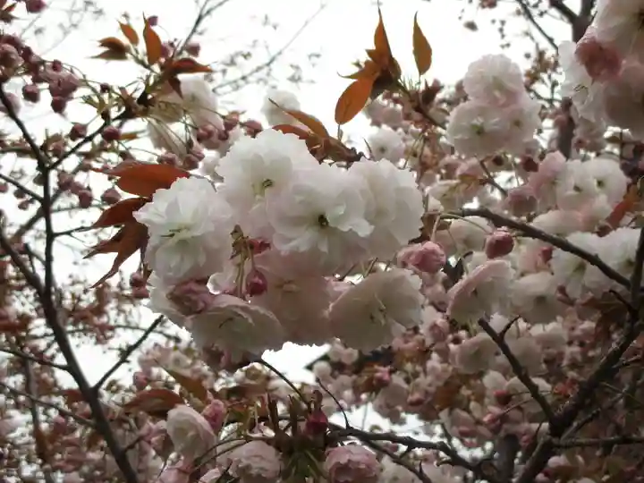 引接寺(千本ゑんま堂)の自然