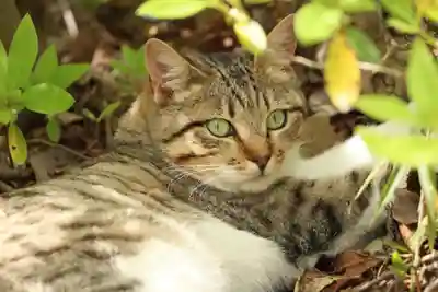 玉野御嶽神社(愛知県)