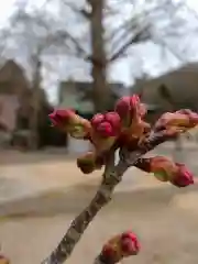 賀羅加波神社の自然