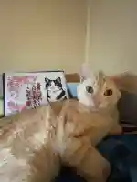 大船観音寺の御朱印