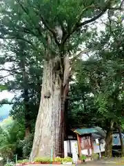 武速神社の自然