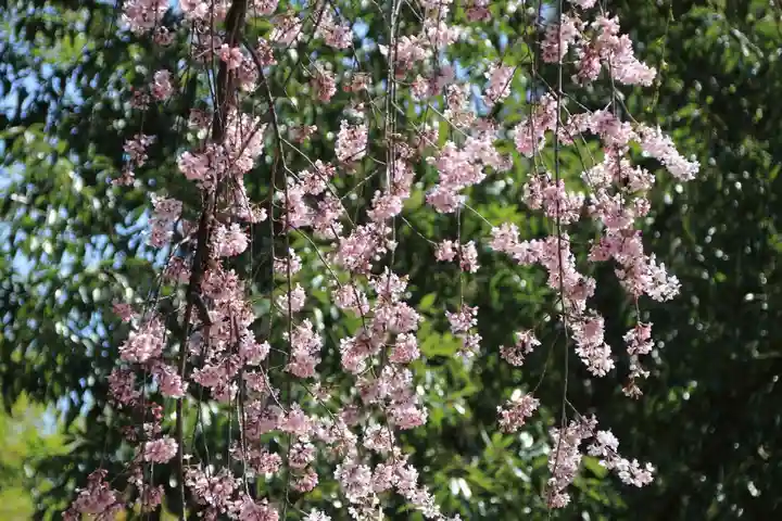 愛宕神社の自然