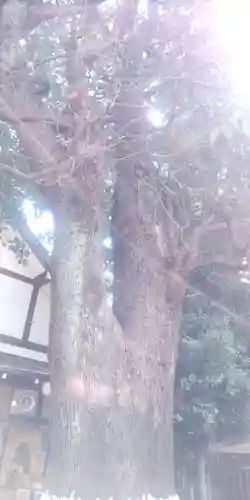 上目黒氷川神社(東京都)