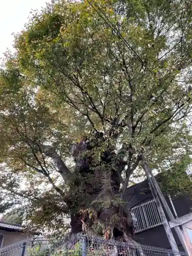 犬塚・犬塚の欅の自然